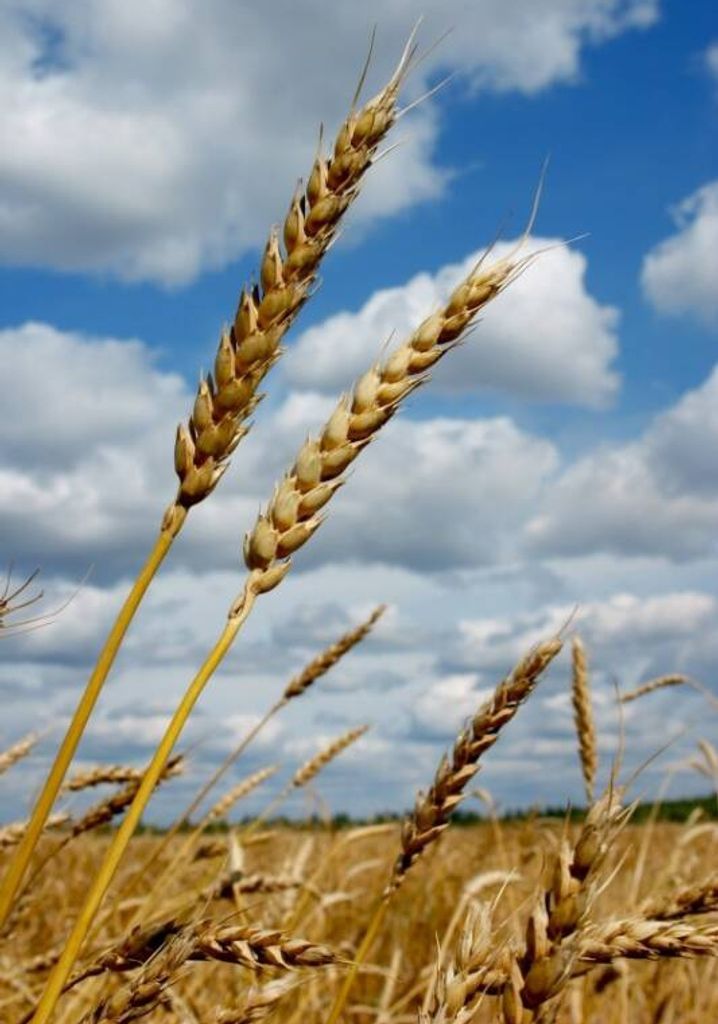 Gloria Marilyn Plummer