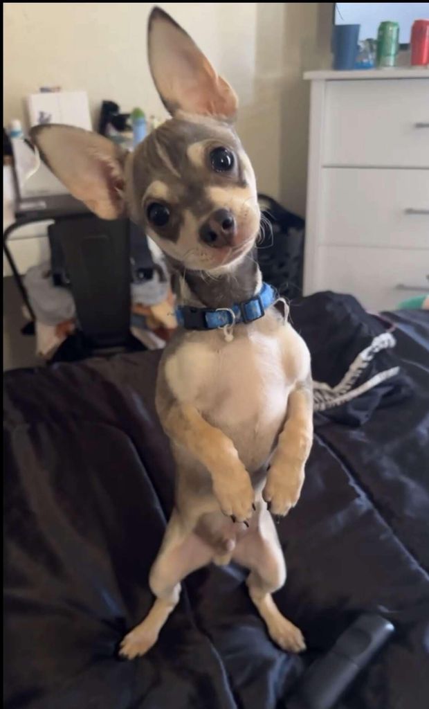 Hércules Profile Photo