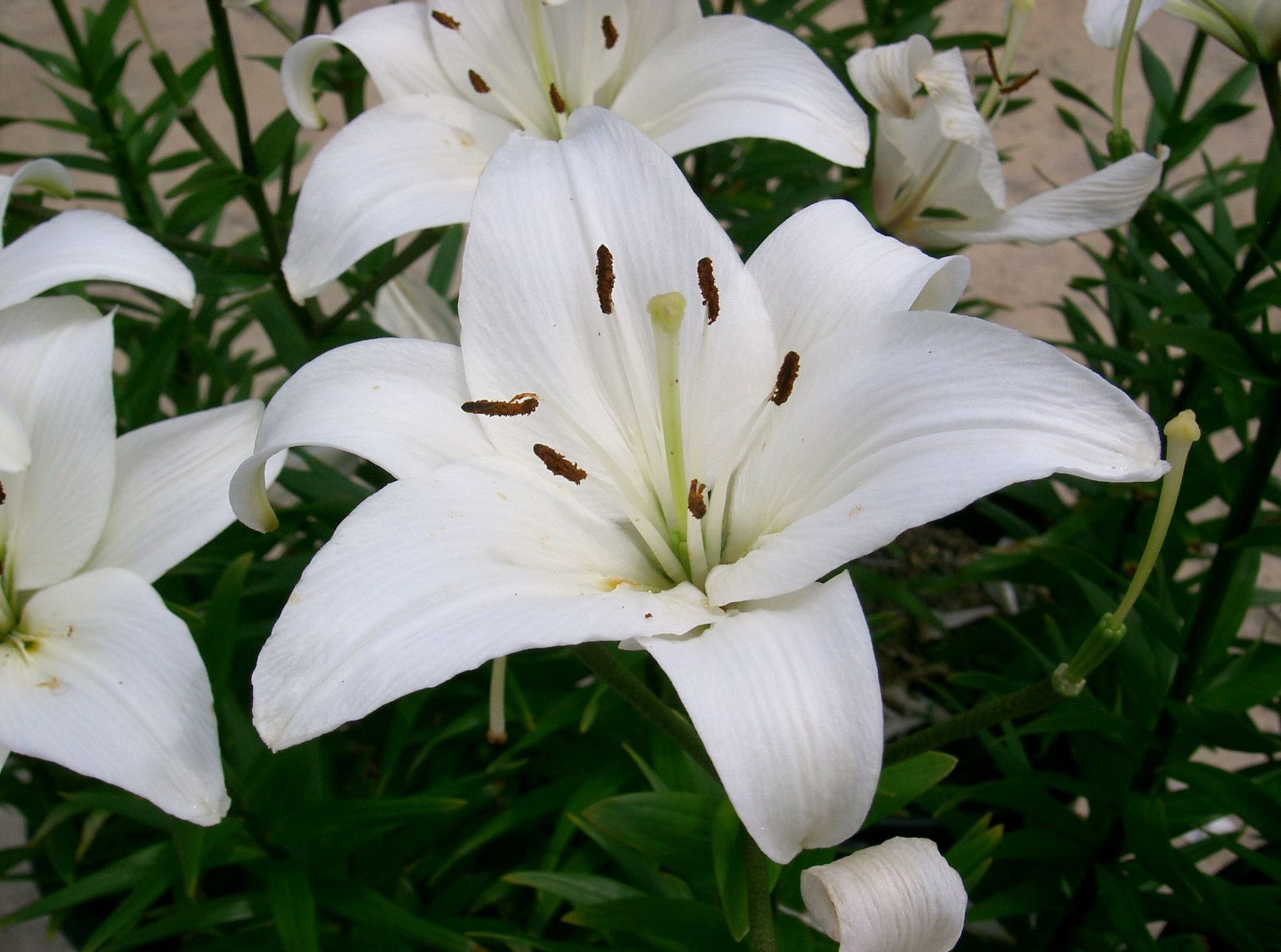 Cover photo for Betty Grace Crawford's Obituary