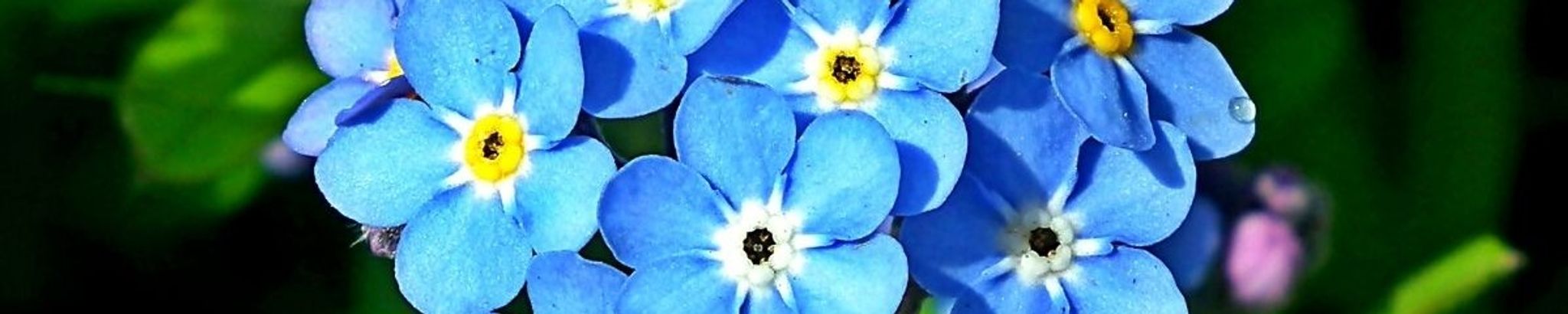 Cover for Elginia Jackson's Obituary