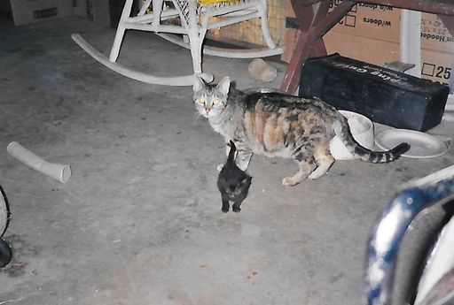 Linda L. Dilling photo gallery thumbnail 35 of 79