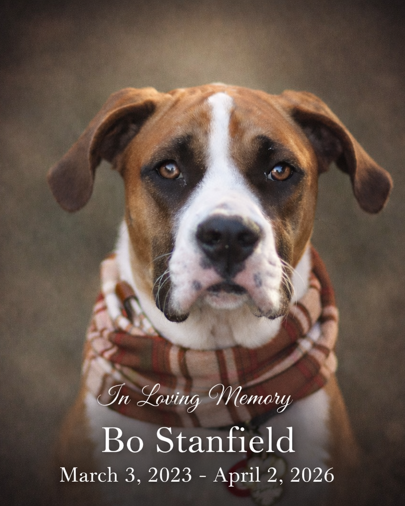 Bo Stanfield Profile Photo