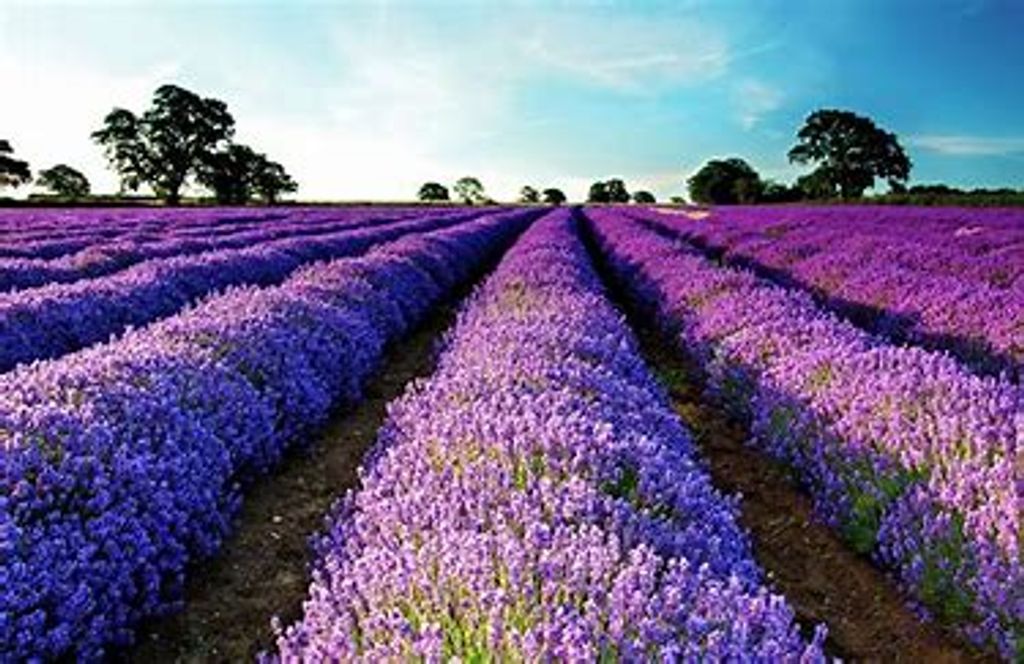 Charlotte Ann Crider Profile Photo