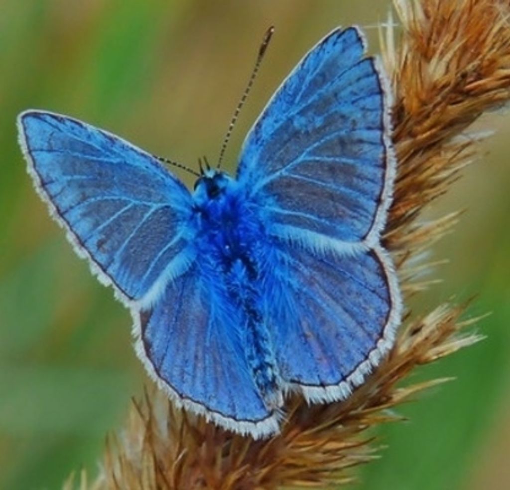 Beverly Wilkins Profile Photo