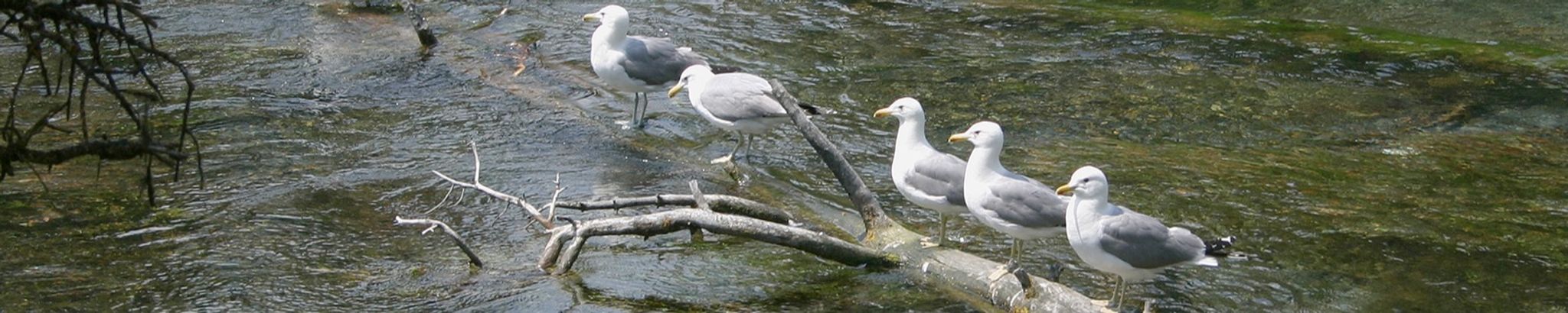 Cover for Sharron LaDee Josephson's Obituary