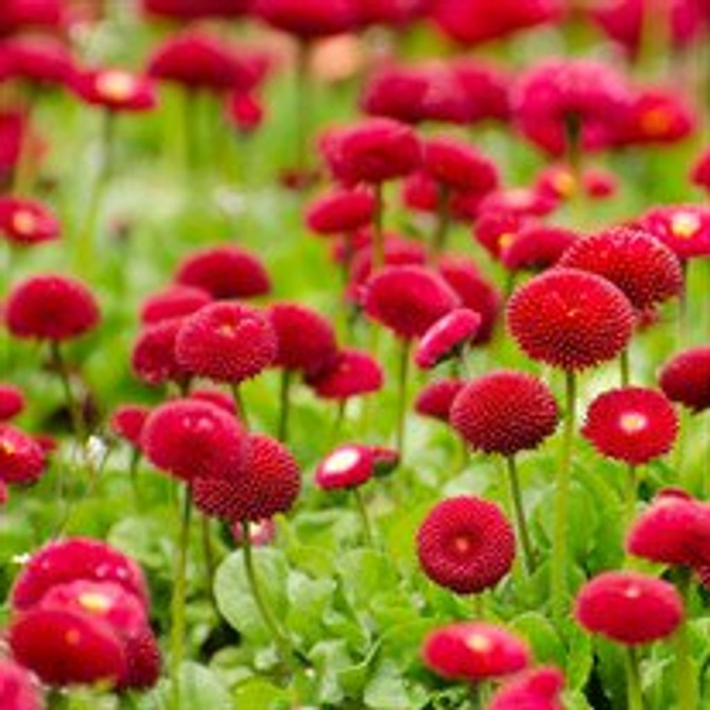 Deane  Bellow Schneider