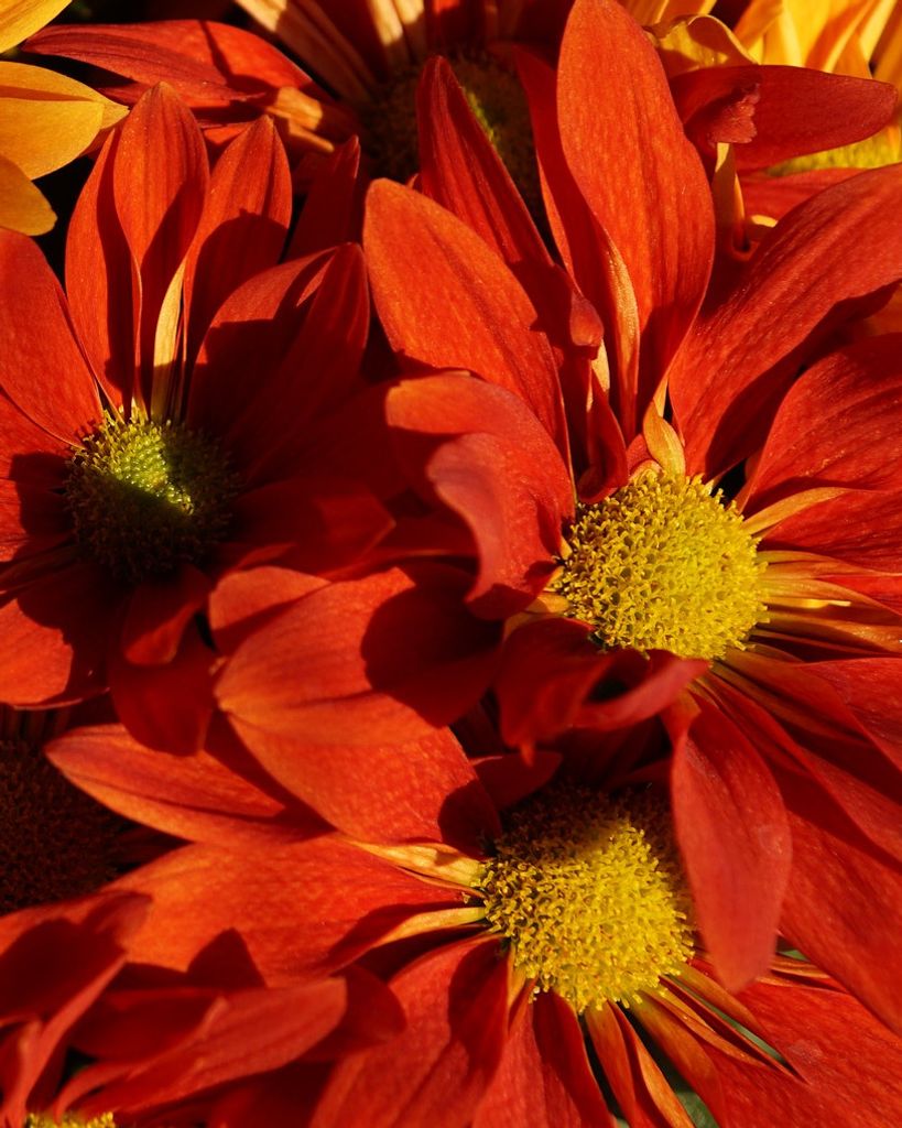 Patricia "Pat" Womack Atkins Profile Photo