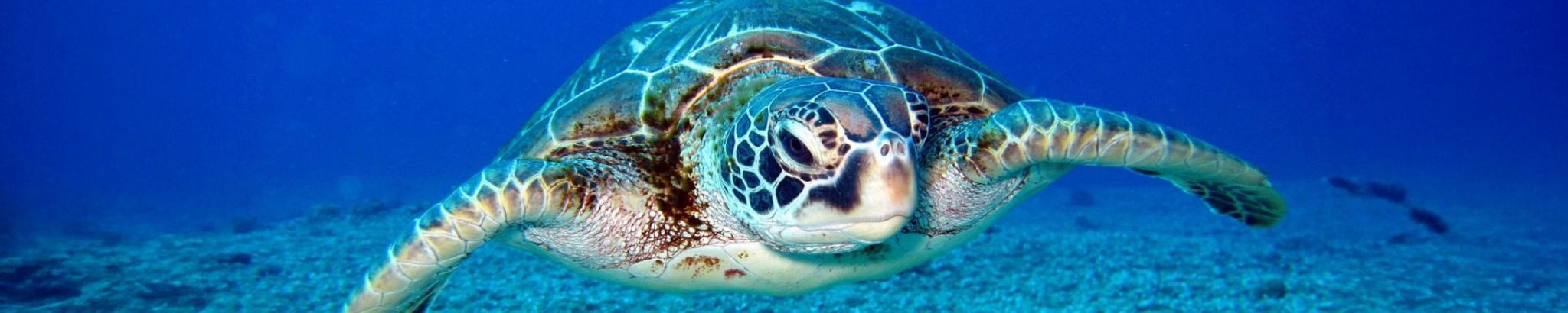 Cover for Judy Kugelmass's Obituary