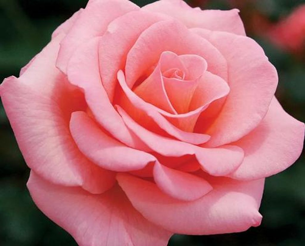 Brenda Hall Profile Photo