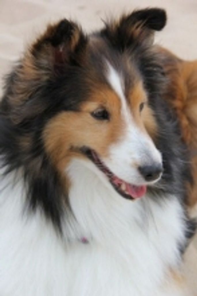 Sophie Luann Temple Profile Photo