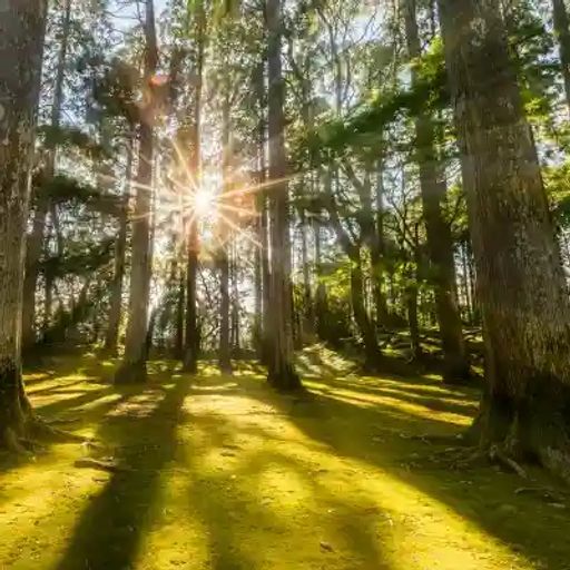 Joseph Raymond Chiozza Jr Profile Photo