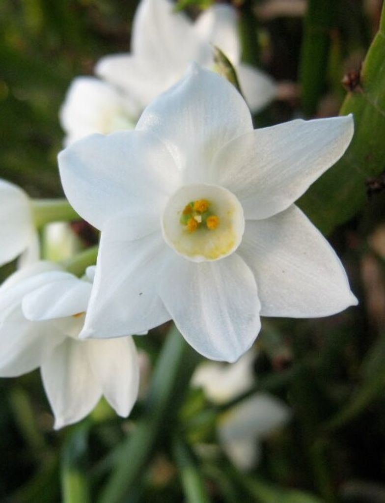 Jonquil Rheba Cole