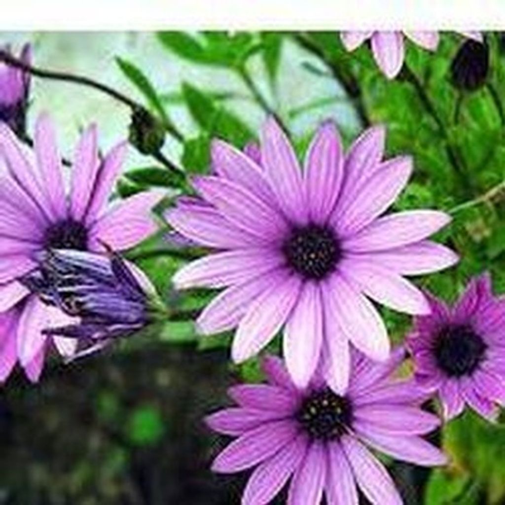 Shirley M. Bable