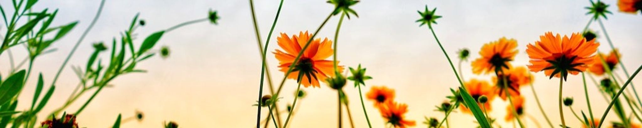 Cover photo for Elvira A. Martinez's Obituary