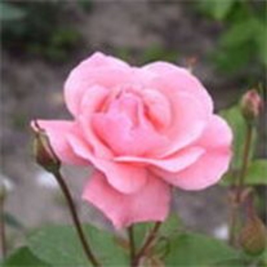Sherlie S. Dayton Profile Photo