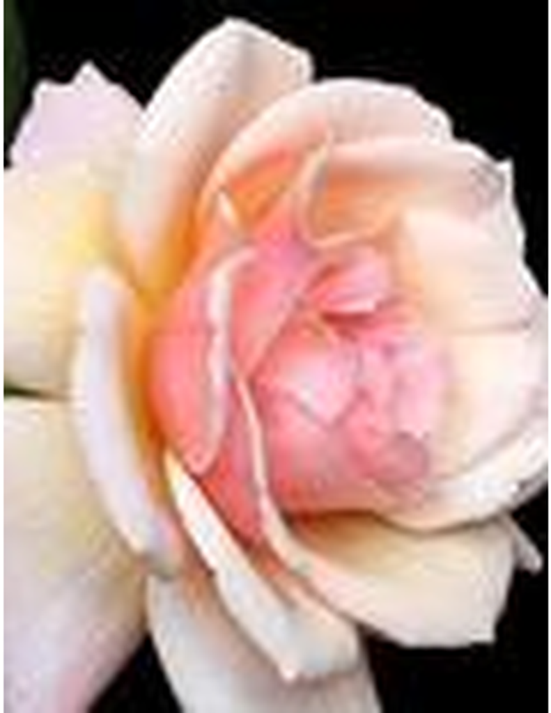 Sarah Alma Johnson Peyton