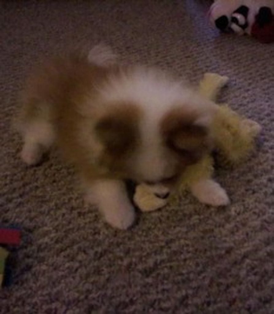 Apache Buckland Profile Photo