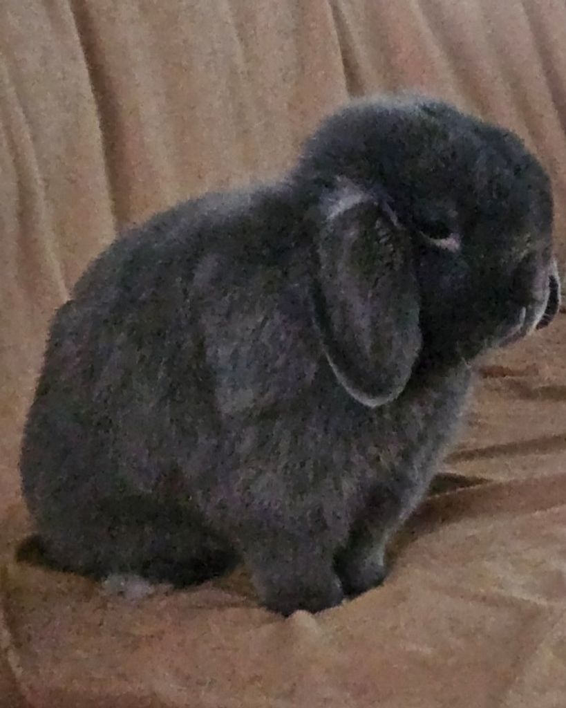 Navy Bean Profile Photo