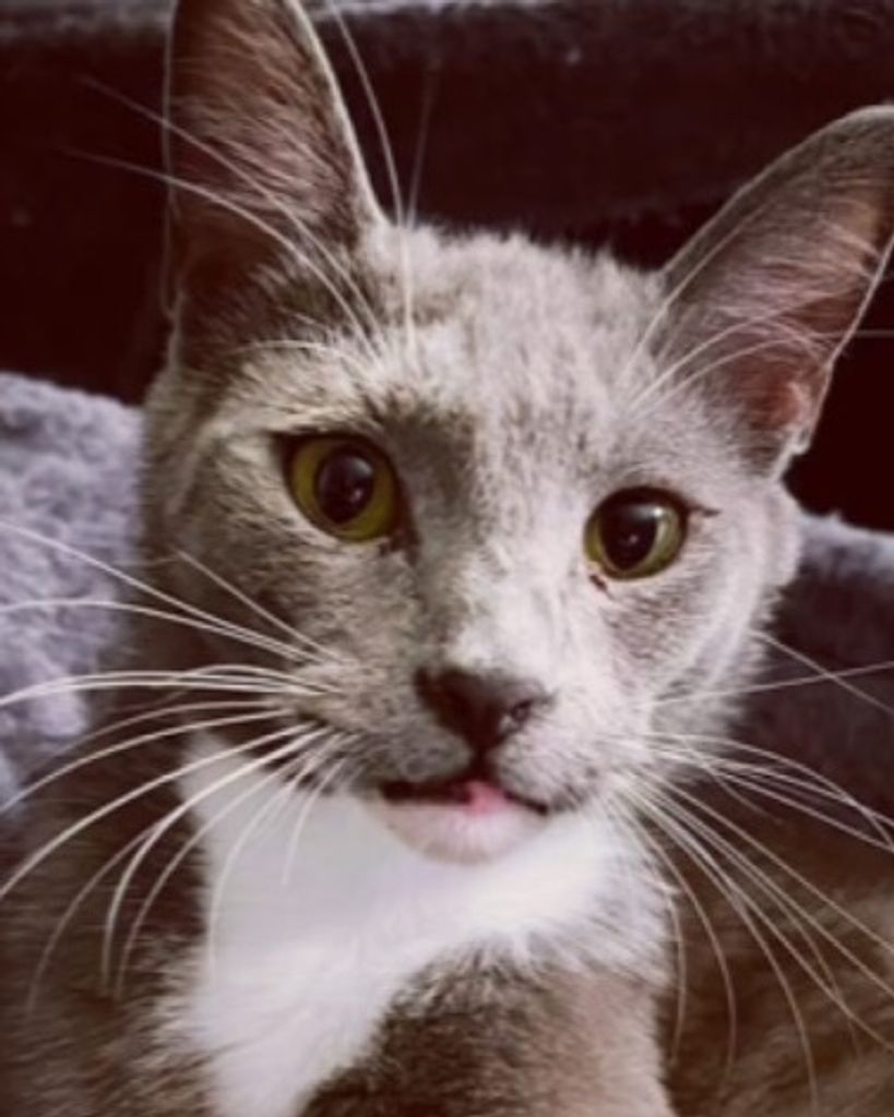 Bentley Sparkle Profile Photo