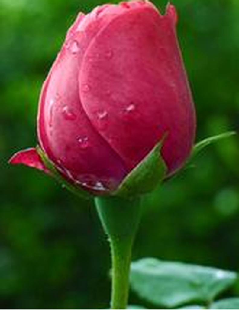 Fanny Novella Beachamp Adams