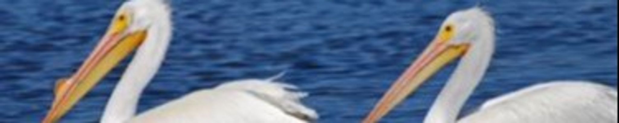 Cover for Cindy Long's Obituary