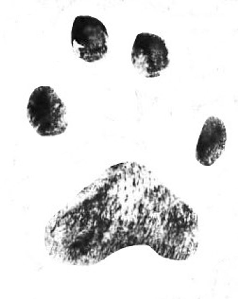 Big Boy Spencer Profile Photo