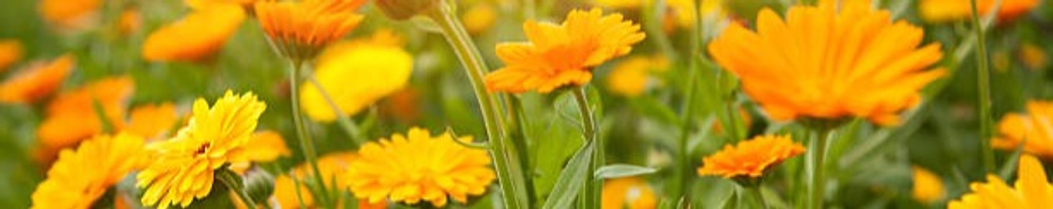 Cover photo for Monica Carter's Obituary