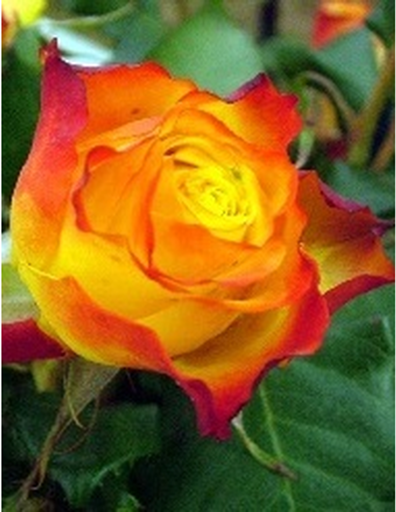 Tidy Lynn (Shumake) Kay