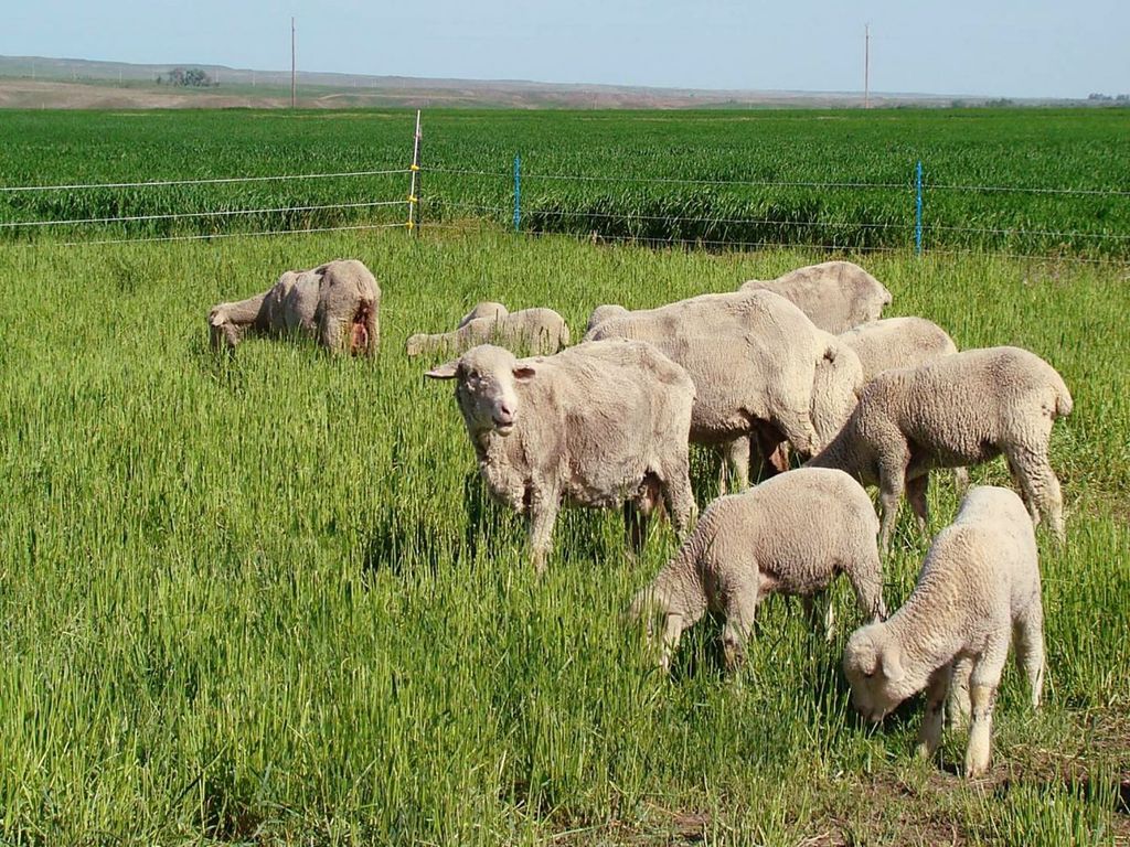 Sidney Lewis Klecker