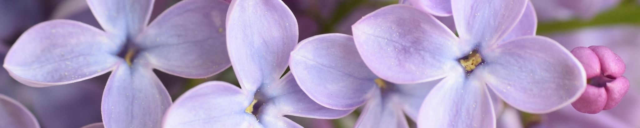 Cover photo for Louise M. (Cooper) Rowan's Obituary