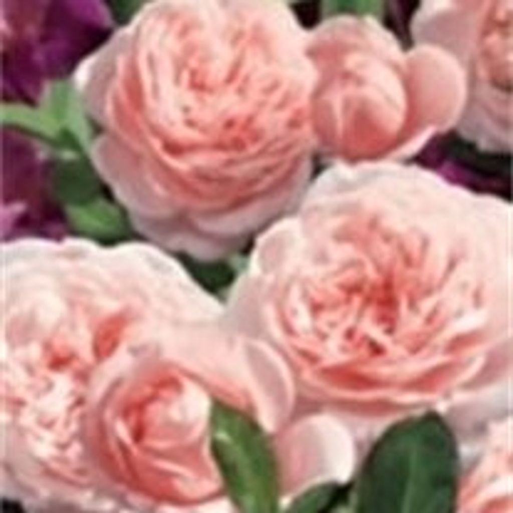 Catherine M Tooley