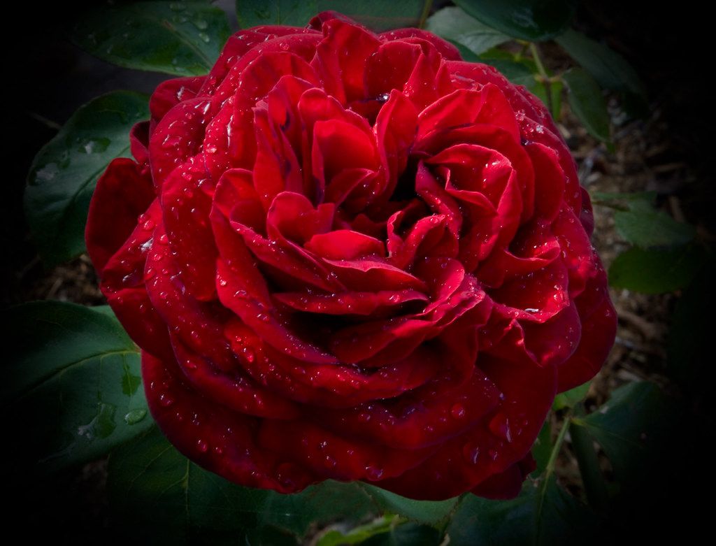 Kathleen (Kathy) R. Robnett Profile Photo