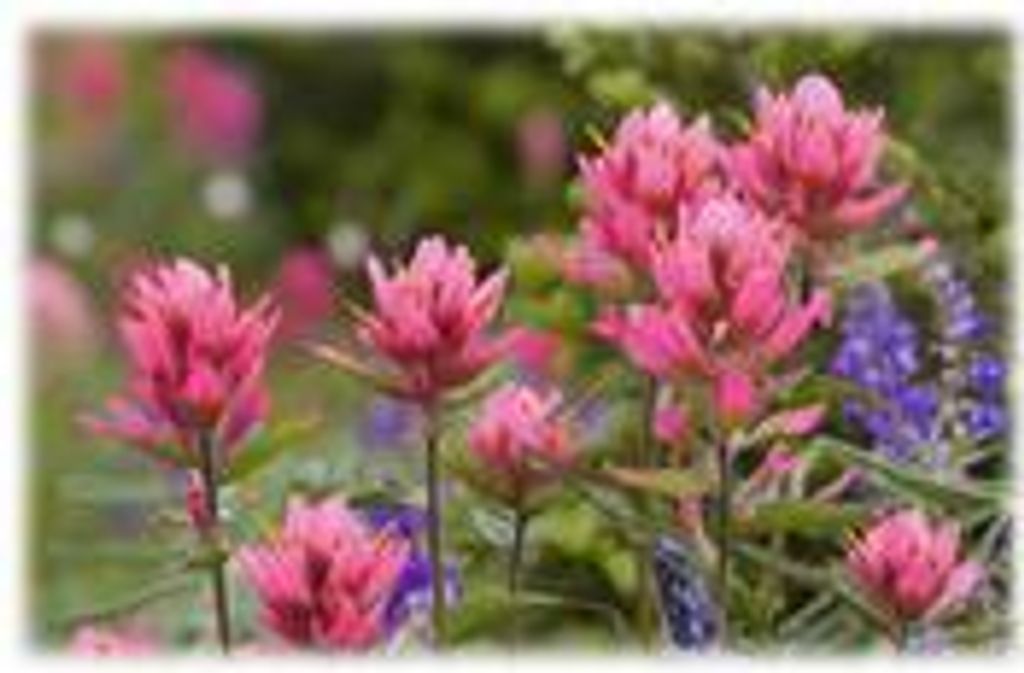 Elfriede "Pat" Engravallo