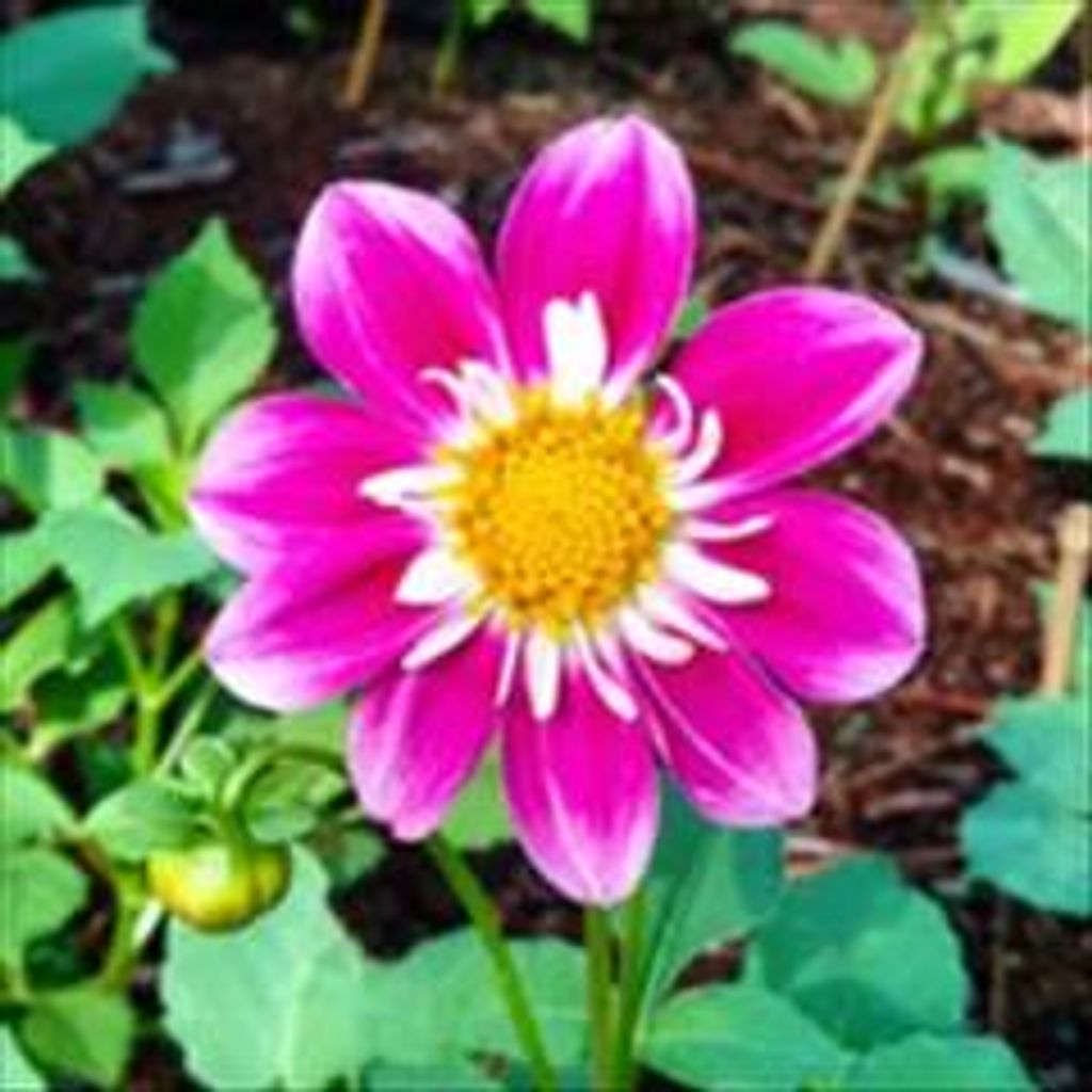 Joyce Elaine Marston Profile Photo