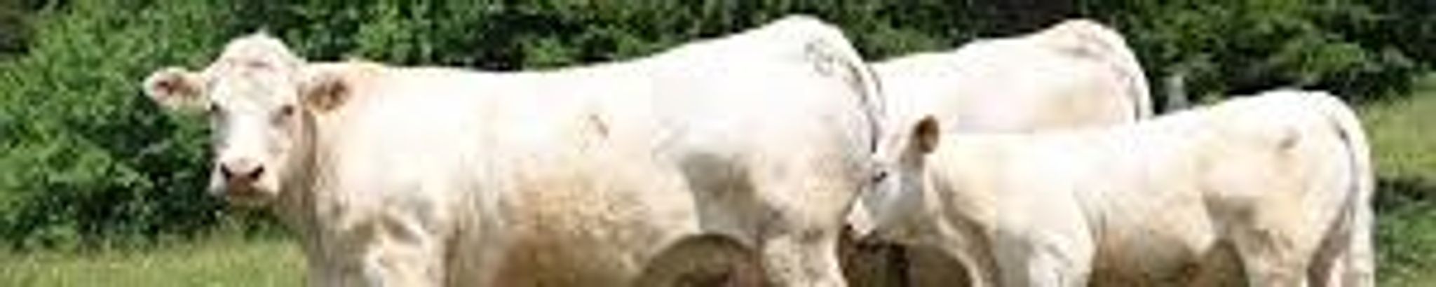 Cover for Gene French's Obituary