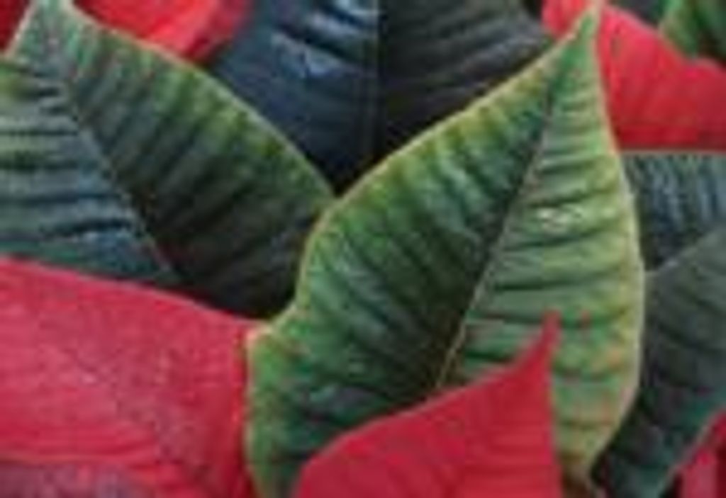 Emma "Midge" Marie Behrens