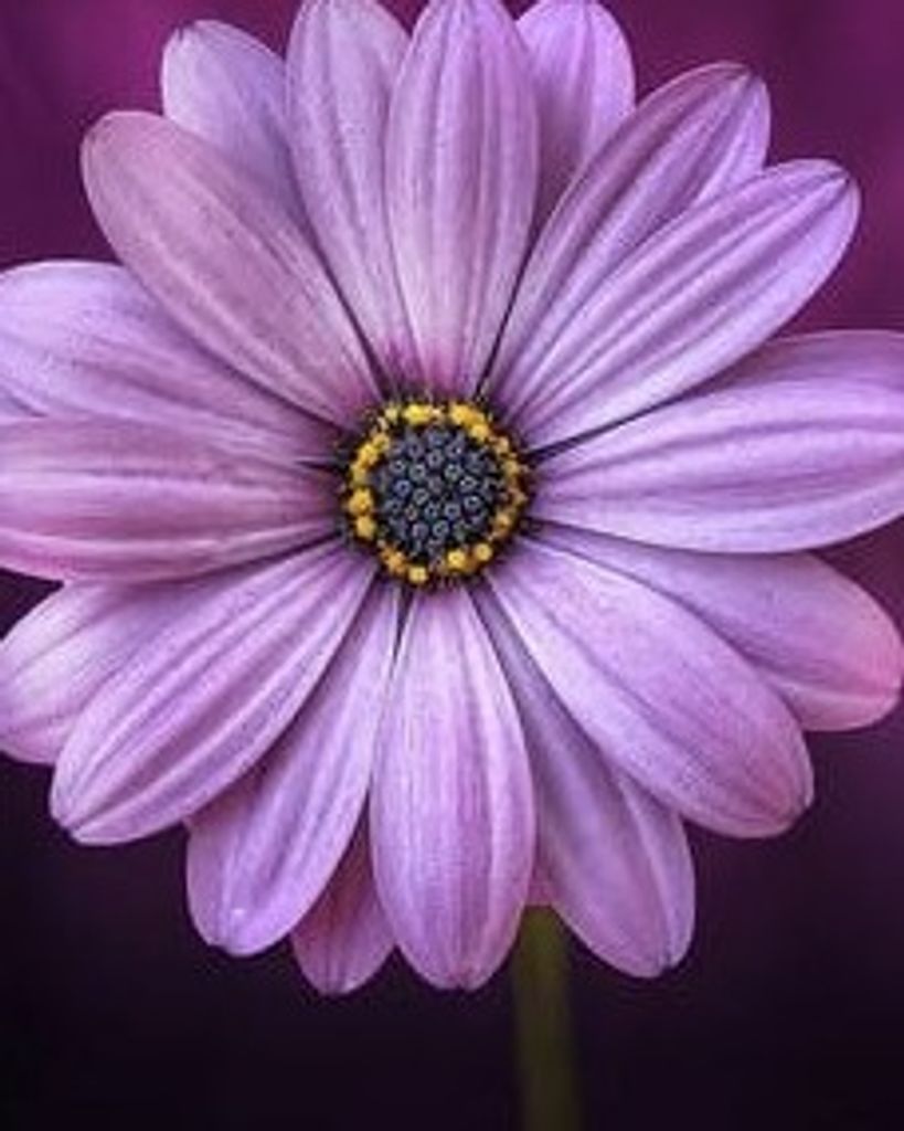 Christy Ellisor Profile Photo