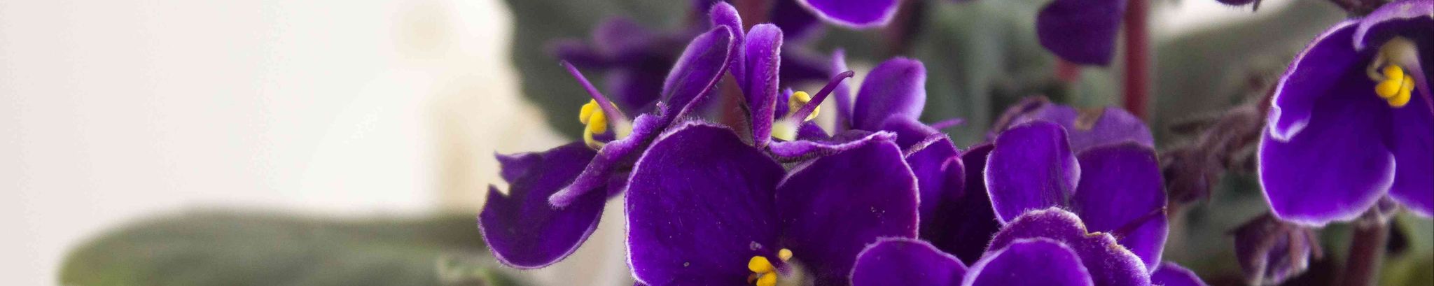 Cover for Shirley M. Lobdell's Obituary