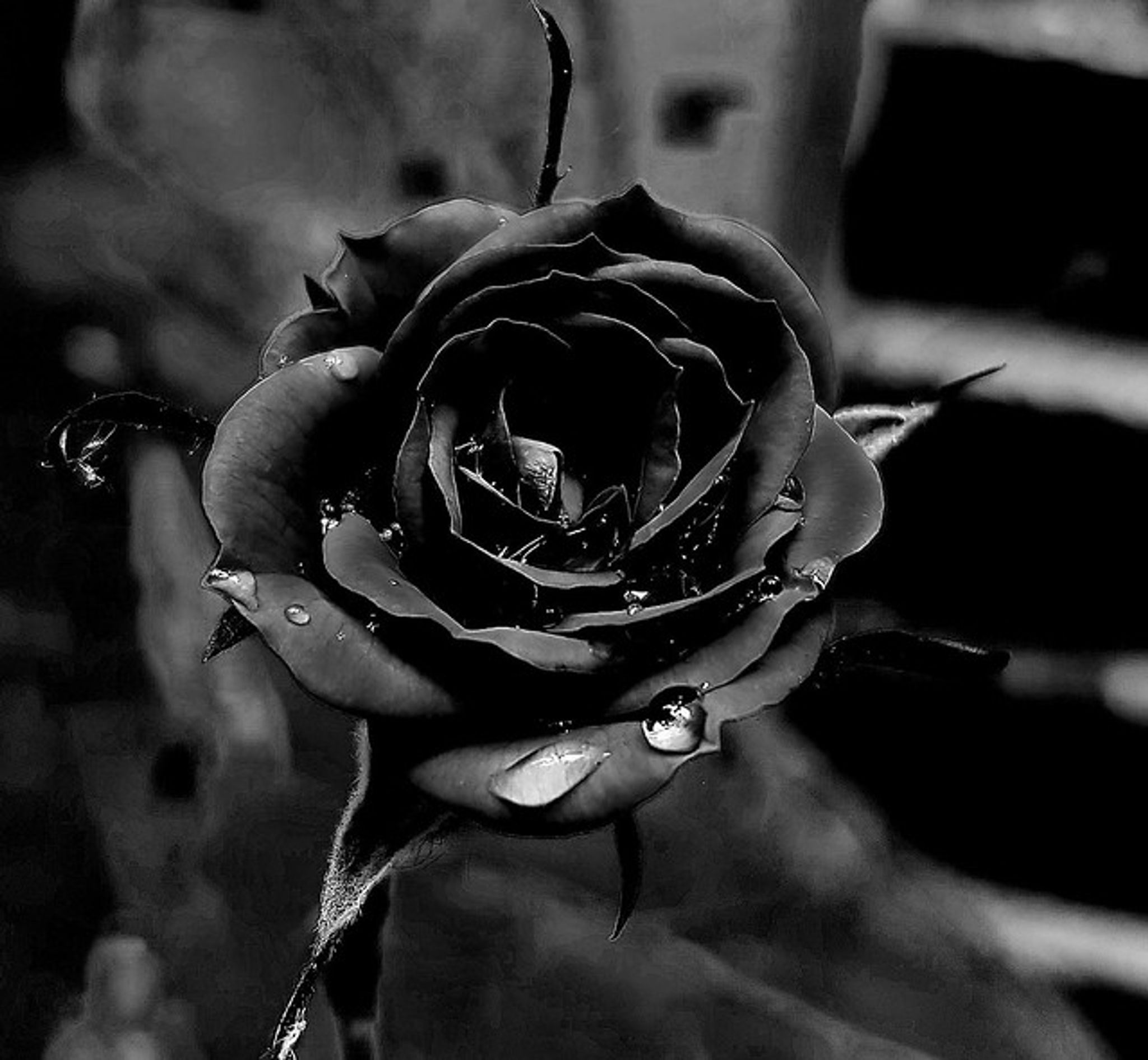 Cover photo for Michelle Ruiz's Obituary
