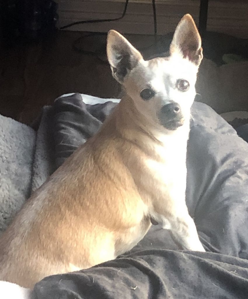 Petey Profile Photo