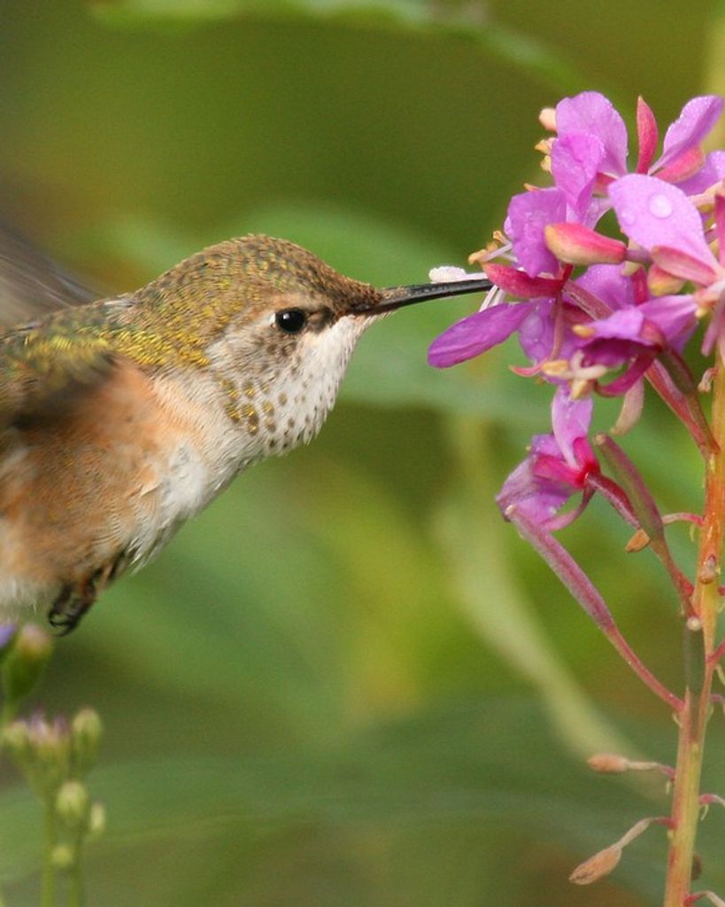 RosaLee Gurr Neiberger Profile Photo