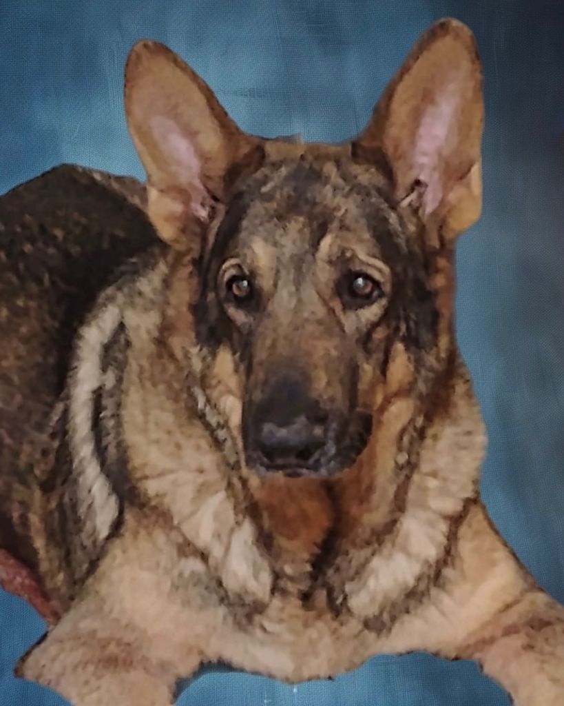 Andor Simpson Profile Photo