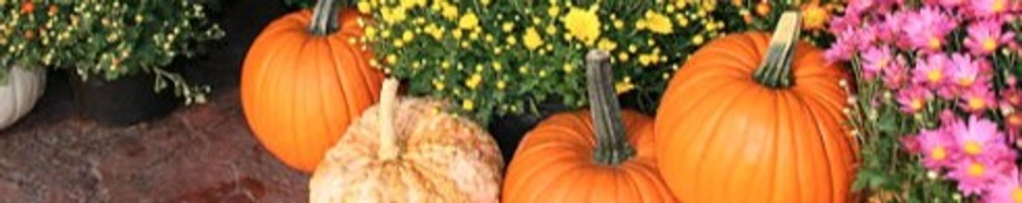 Cover photo for Melissa Ann Fletcher's Obituary