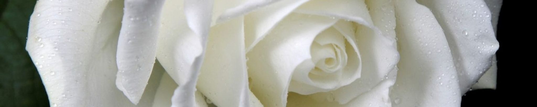 Cover photo for Carroll Lee Webb's Obituary