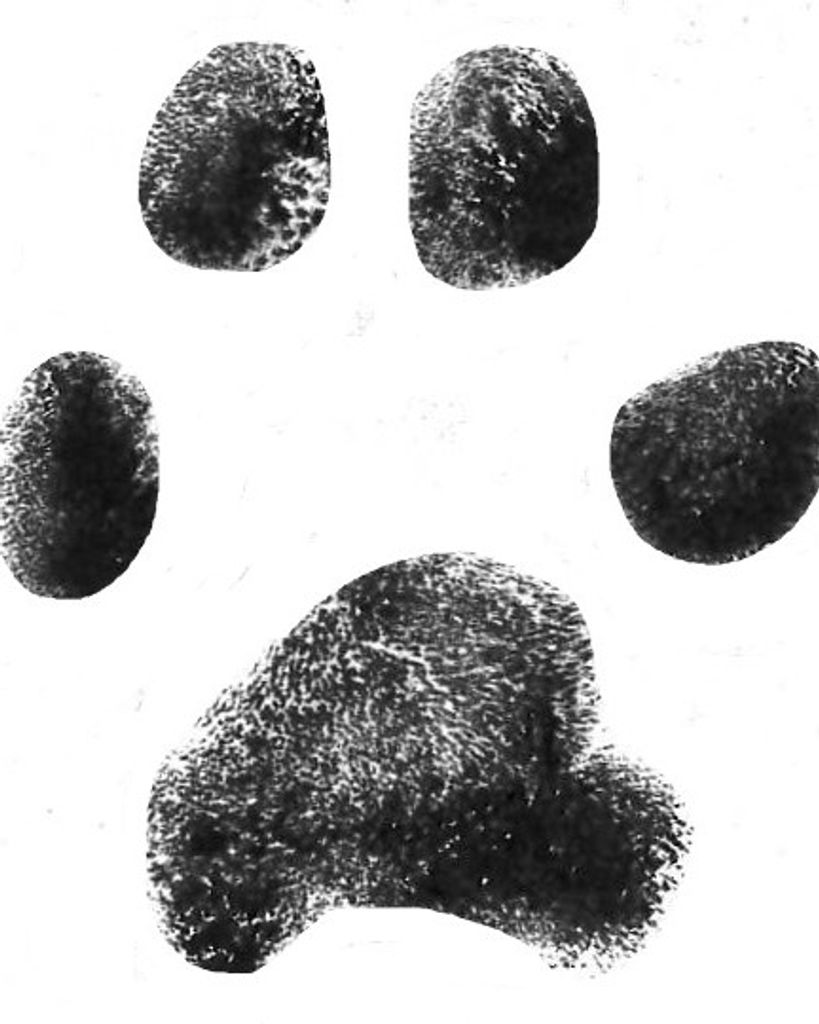 Peaches Bachman Profile Photo