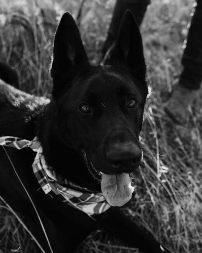 Ryker's obituary image