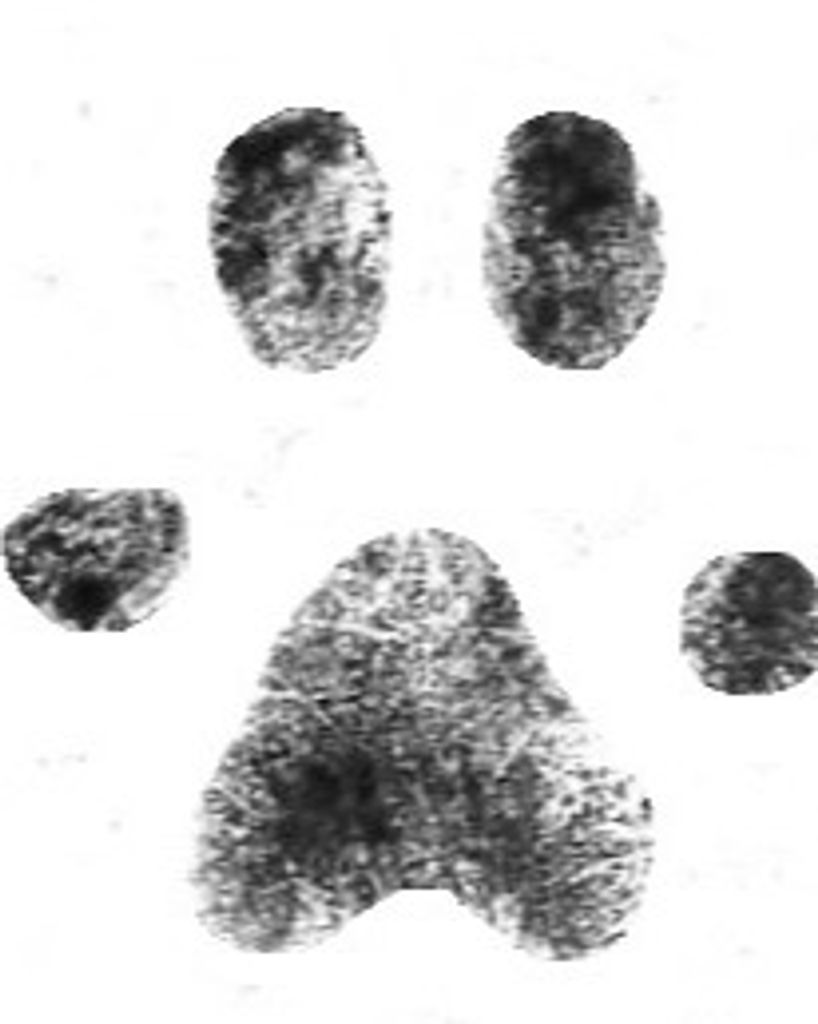 Daisy Williamson Profile Photo