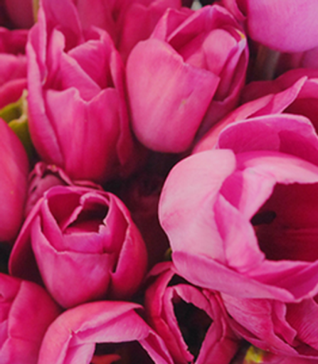 Jessica Lynn "Jess" Journell Profile Photo