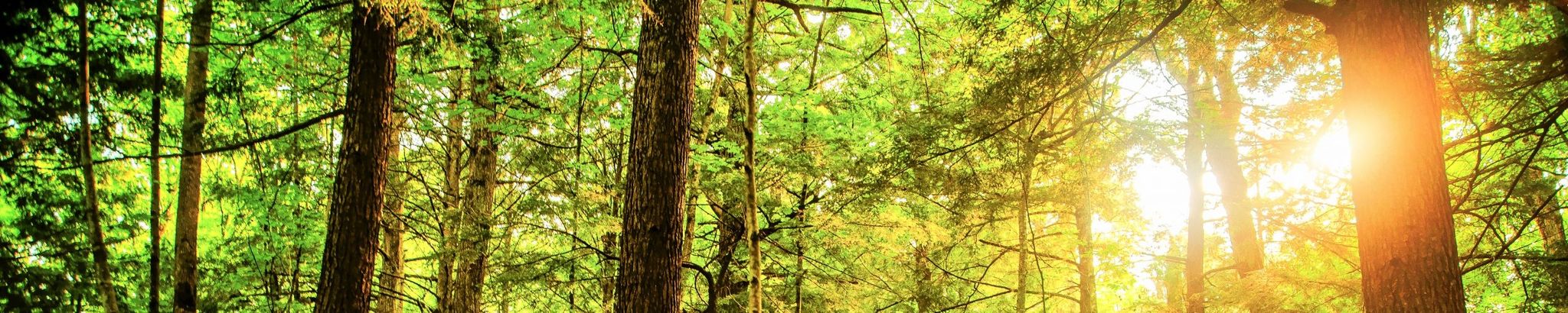 Cover for Francis J. (Frank) Gray, Jr.'s Obituary