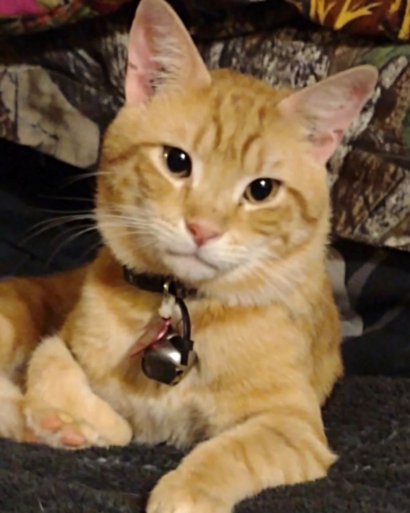 Cheddar Ciani